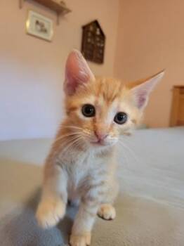 94294a Teddy -  Domestic Short Hair Cat for Adoption in North Charleston, South Carolina - 94294a Teddy | PetCurious