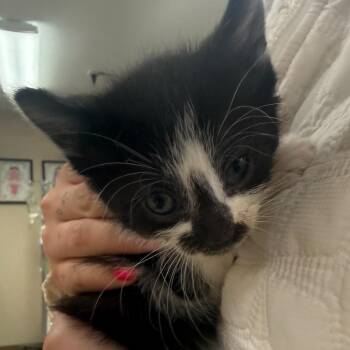 Bell -  Domestic Short Hair Cat for Adoption - Bell | PetCurious