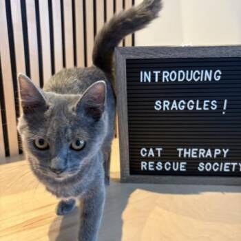 Scraggles -  Domestic Short Hair Cat for Adoption in Burnaby, British Columbia - Scraggles | PetCurious