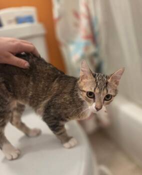 Domestic Short Hair Cats Available for Adoption - Judy Hale | PetCurious