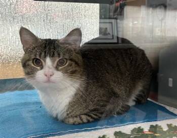 Domestic Short Hair Cats Available for Adoption in Plano, Texas - Spencer A217296 | PetCurious