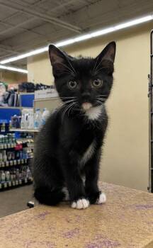 Domestic Short Hair Cats Available for Adoption in Fort Lupton, Colorado - Horseradish | PetCurious