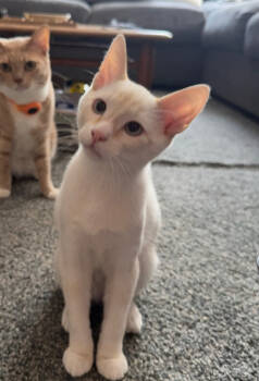 Rescue Siamese and Domestic Short Hair Cats for Adoption in Gardena, California - Cabbage | PetCurious