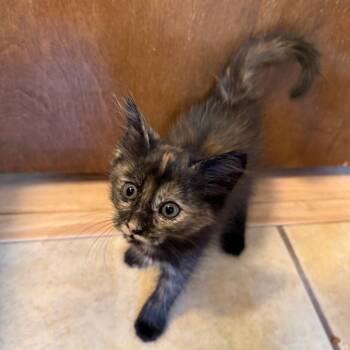 Cinnamon Toast Crunch -  Domestic Short Hair Cat for Adoption in Boerne, Texas - Cinnamon Toast Crunch | PetCurious