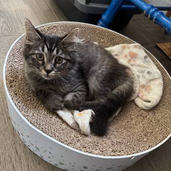 Rescue Domestic Long Hair Cats for Adoption in Portage, Michigan - Leonard | PetCurious