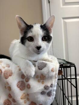 ROMEO -  Domestic Short Hair Cat for Adoption in Southbury, Connecticut - ROMEO | PetCurious