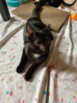 Domestic Short Hair Cats Available for Adoption - Winston | PetCurious