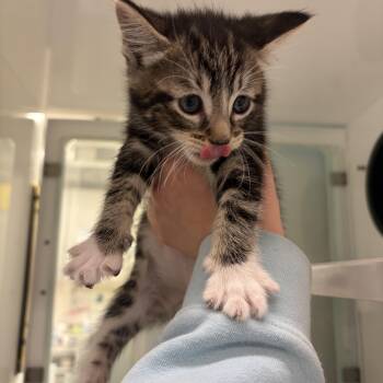 Domestic Short Hair Cats Available for Adoption in Peconic, New York - Tito | PetCurious