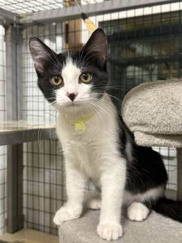 Chestnut (Courtesy Listing) -  Domestic Short Hair Cat for Adoption in Williamsburg, Iowa - Chestnut (Courtesy Listing) | PetCurious