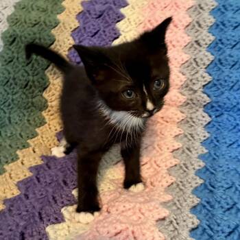 Fred -  Domestic Short Hair Cat Available for Adoption in Mt. Juliet, Tennessee - Fred | PetCurious