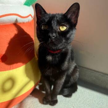 Moo -  Domestic Short Hair Cat for Adoption in Chicago, Illinois - Moo | PetCurious