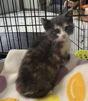 Mittens -  Domestic Short Hair Cat for Adoption in Walkerville, Montana - Mittens | PetCurious