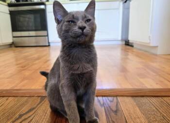 Rescue Domestic Short Hair and Russian Blue Cats for Adoption - Victor 0525 | PetCurious