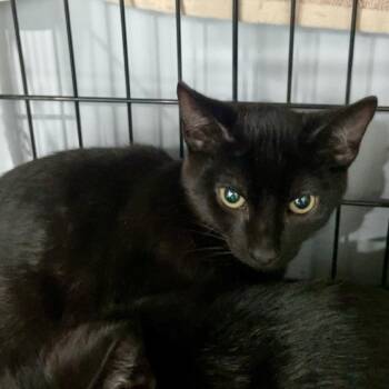 Chef Boyarde -  Domestic Short Hair Cat for Adoption in Fairmont, West Virginia - Chef Boyarde | PetCurious