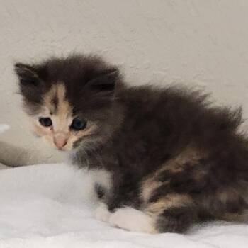 STARLIGHT -  Domestic Long Hair Cat for Adoption in Willows, California - STARLIGHT | PetCurious