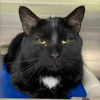 Domestic Short Hair Cats Available for Adoption - Friedrich | PetCurious