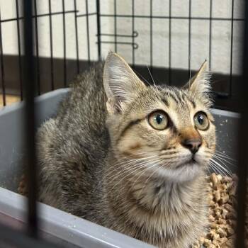 QT-2254 -  Domestic Short Hair Cat for Adoption in Tyler, Texas - QT-2254 | PetCurious