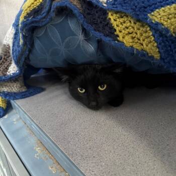 Domestic Short Hair Cats Available for Adoption - Scarlet | PetCurious