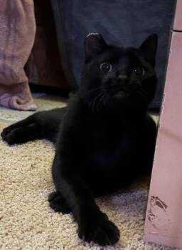 Jax -  Domestic Short Hair Cat for Adoption in Nashville, Tennessee - Jax | PetCurious