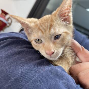 Rescue Tabby Cats for Adoption - Tigger CM 1/25 | PetCurious