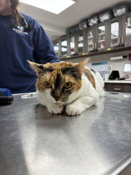 Bella -  Domestic Short Hair Cat Available for Adoption in Marietta, Georgia - Bella | PetCurious
