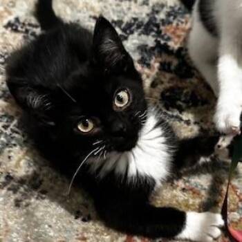 Alexx Woods -  Tuxedo and Domestic Short Hair Cat for Adoption in Knoxville, Tennessee - Alexx Woods | PetCurious