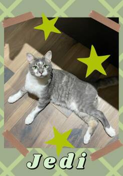 Jedi -  Domestic Short Hair Cat for Adoption in Beloeil, Quebec - Jedi | PetCurious
