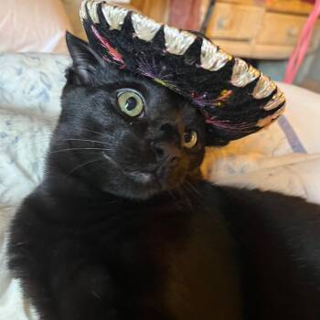 Panther -  Domestic Short Hair Cat for Adoption in Belvidere, Illinois - Panther | PetCurious