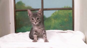 ESPURR -  Domestic Short Hair Cat for Adoption in Houston, Texas - ESPURR | PetCurious
