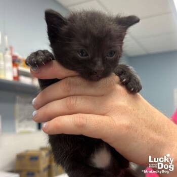 Orca -  Domestic Short Hair Cat for Adoption in Washington, District Of Columbia - Orca | PetCurious