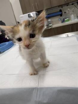 FIONA -  Domestic Short Hair Cat Available for Adoption in Baytown, Texas - FIONA | PetCurious