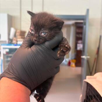 Rocky Road -  Domestic Short Hair Cat for Adoption in Huntington, West Virginia - Rocky Road | PetCurious
