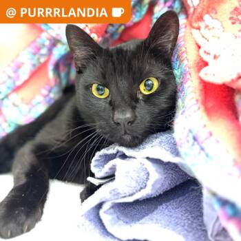 Truman -  Domestic Short Hair Cat for Adoption in Los Angeles, California - Truman | PetCurious