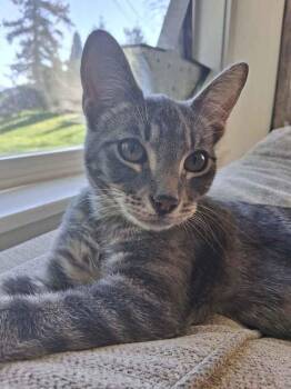 Tabby Cats Available for Adoption - Apawllo | PetCurious