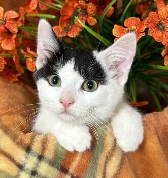 5/23/26 Isobel -  Domestic Short Hair Cat for Adoption in Stillwater, Oklahoma - 5/23/26 Isobel | PetCurious