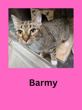 Rescue Domestic Short Hair Cats for Adoption in Ravenna, Ohio - Barmy | PetCurious