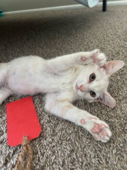 Rescue Tabby and Domestic Short Hair Cats for Adoption in Phoenix, Arizona - Ranch | PetCurious