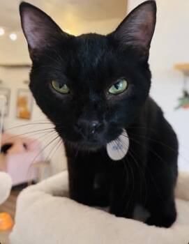 Greg (Pounce Cat Cafe) -  Domestic Short Hair Cat for Adoption in Savannah, Georgia - Greg (Pounce Cat Cafe) | PetCurious