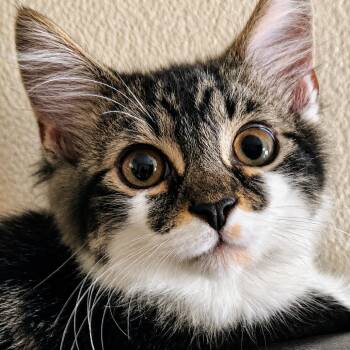 Novak -  Domestic Medium Hair Cat for Adoption in Sunrise, Florida - Novak | PetCurious