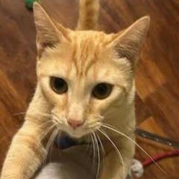Domestic Short Hair Cats Available for Adoption in Madison, Wisconsin - George Clawney | PetCurious