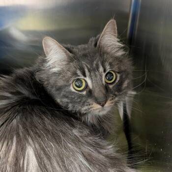 Domestic Long Hair Cats Available for Adoption in Spokane, Washington - Thalia | PetCurious