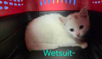 Wetsuit -  Domestic Short Hair Cat for Adoption in Cloquet, Minnesota - Wetsuit | PetCurious