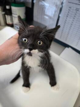 Hera -  Domestic Short Hair Cat for Adoption in Salt Lake City, Utah - Hera | PetCurious