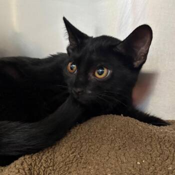 Cobweb -  Domestic Short Hair Cat for Adoption in West Palm Beach, Florida - Cobweb | PetCurious