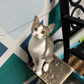 Cup or Bowl -  Domestic Short Hair Cat for Adoption in Carencro, Louisiana - Cup Or Bowl | PetCurious