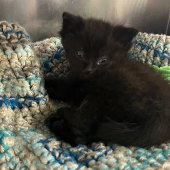 Colt -  Domestic Short Hair Cat for Adoption in Mount Vernon, Indiana - Colt | PetCurious