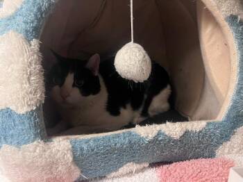 Domino -  Domestic Short Hair Cat for Adoption in Twentynine Palms, California - Domino | PetCurious
