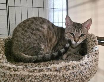 Equinox -  Domestic Short Hair Cat for Adoption in Tucson, Arizona - Equinox | PetCurious