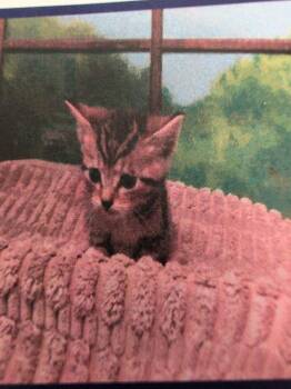 Benedict -  Domestic Short Hair Cat for Adoption in Parker, Colorado - Benedict | PetCurious