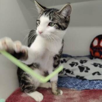 Domestic Short Hair Cats Available for Adoption in Voorhees Township, New Jersey - Pipa | PetCurious